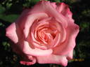Cool Water rose photo