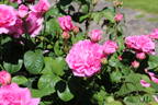 Hilda Murrell ® rose photo