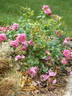 Bohemian Rhapsody rose photo