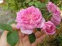 Bohemian Rhapsody rose photo