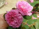 Bohemian Rhapsody rose photo