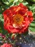 Strange Brew rose photo