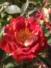 Strange Brew rose photo