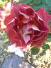 Strange Brew rose photo