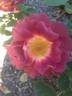Strange Brew rose photo