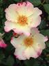 Dick Streeper rose photo