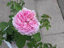 Bona Weillschott rose photo