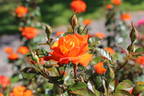 Winning Colors ™ rose photo
