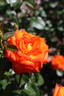 Winning Colors ™ rose photo
