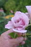 Amy Donelan rose photo