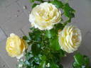 Indiane rose photo