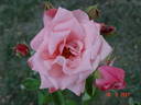 Utro Moskvy rose photo