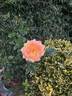 Centennial Star rose photo