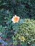 Centennial Star rose photo