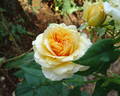 Golden Freelander rose photo