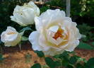 Sherlock Holmes rose photo