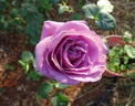 Lavender Joy rose photo