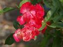Rivierenhof rose photo