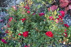 Purple Rain rose photo