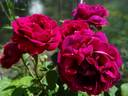 Souvenir de Pierre Vibert rose photo