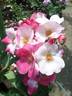Occhi di Fata ® rose photo