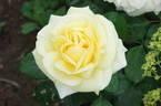 Gruss an Oldenburg rose photo