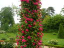 Joseph Guy, Cl. rose photo