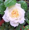 Michèle Morgan ® rose photo