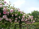 Pink Pearl rose photo