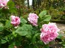 Monsieur de Morand rose photo