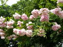 Frau Helene Videnz rose photo