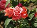 Lady Bird Johnson rose photo
