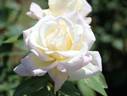 Kaguyama rose photo