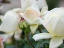 Kaguyama rose photo