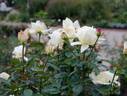 Kaguyama rose photo