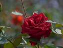 Kanpai rose photo