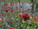 Kanpai rose photo