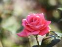 Movie Star rose photo