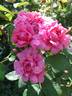 Millamy rose photo