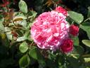 Millamy rose photo