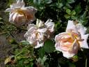 Morgengruss rose photo