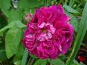 Mogador rose photo