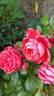 Jolie ™ rose photo