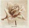 Julien Potin rose photo