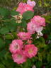Michel Bras ® rose photo