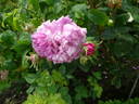 Bacchante rose photo