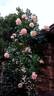 Pierre Tchernia rose photo