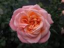 Kalmar rose photo