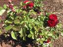 Roxanne ™ Veranda rose photo