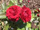 Roxanne ™ Veranda rose photo